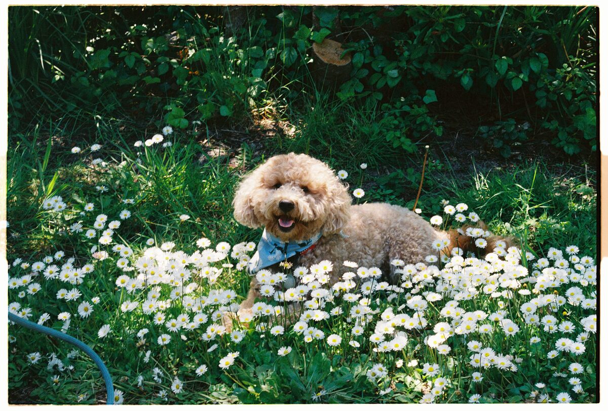 Brock in field of daisies