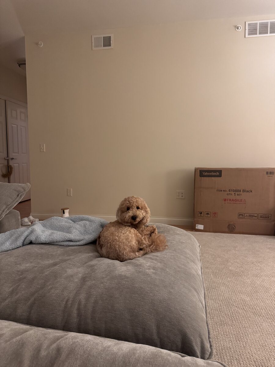 Brock with moving boxes