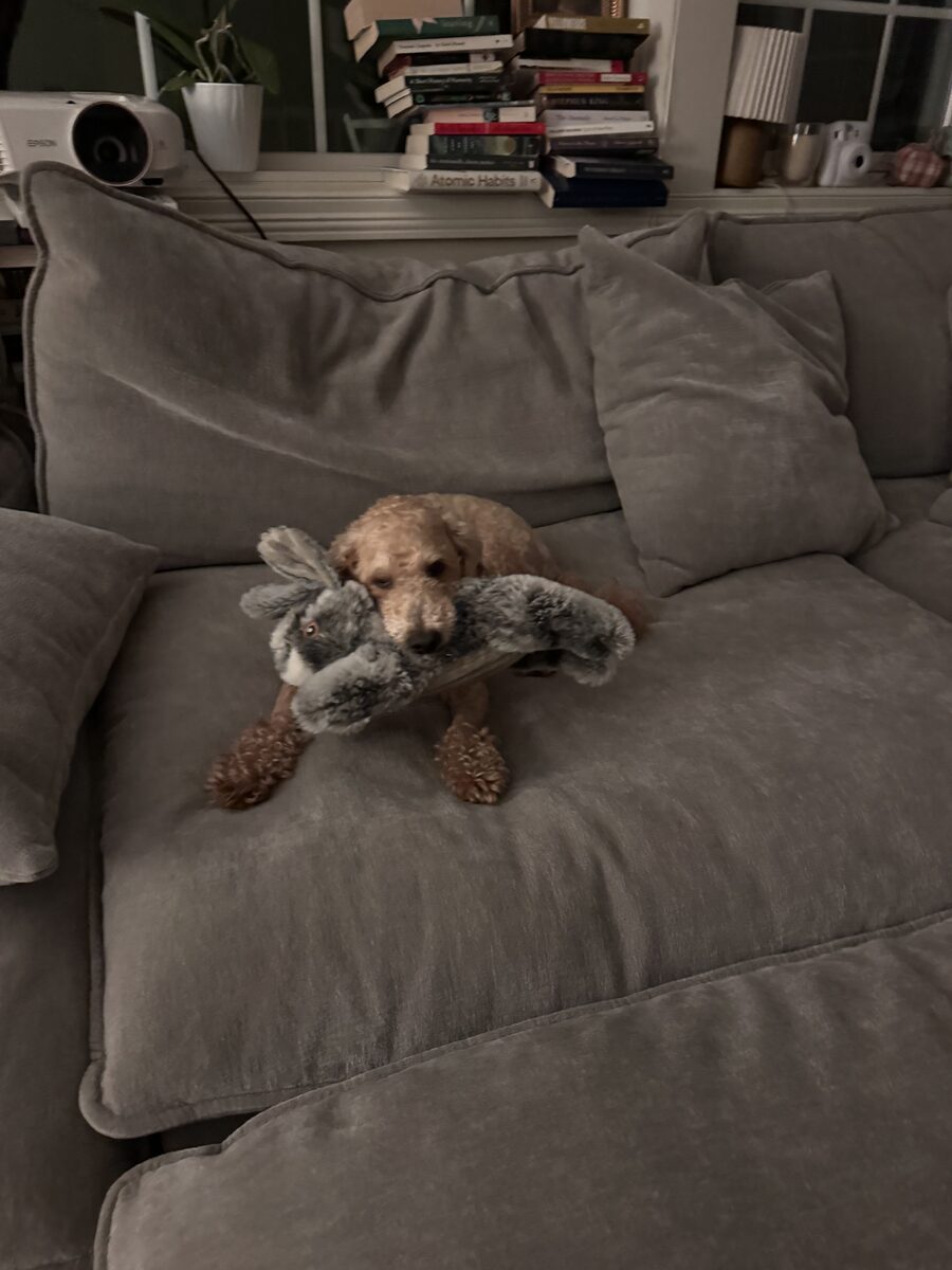 Brock with toy on couch