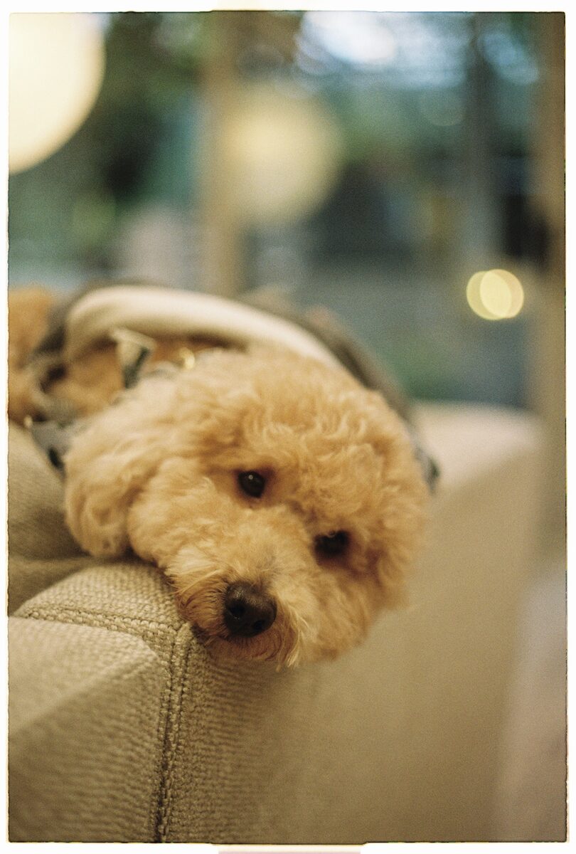 Brock sleeping peacefully