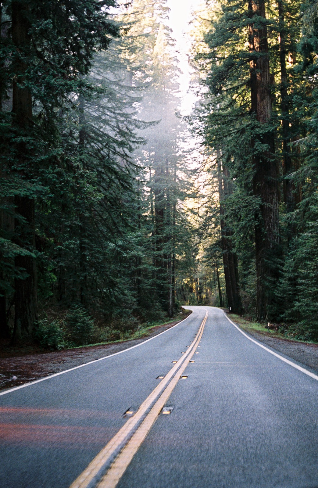 A road receding through Oregon redwoods toward a bright clearing