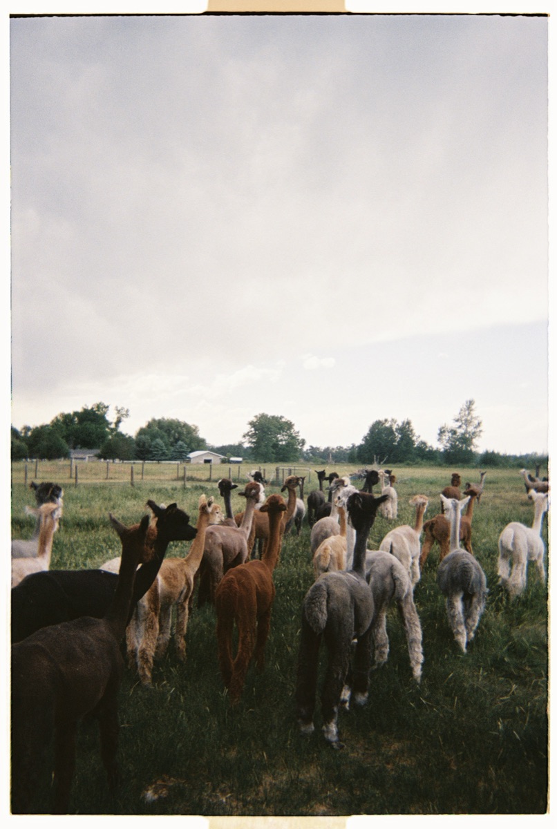 Herd of alpacas walking through a green pasture, shot from behind