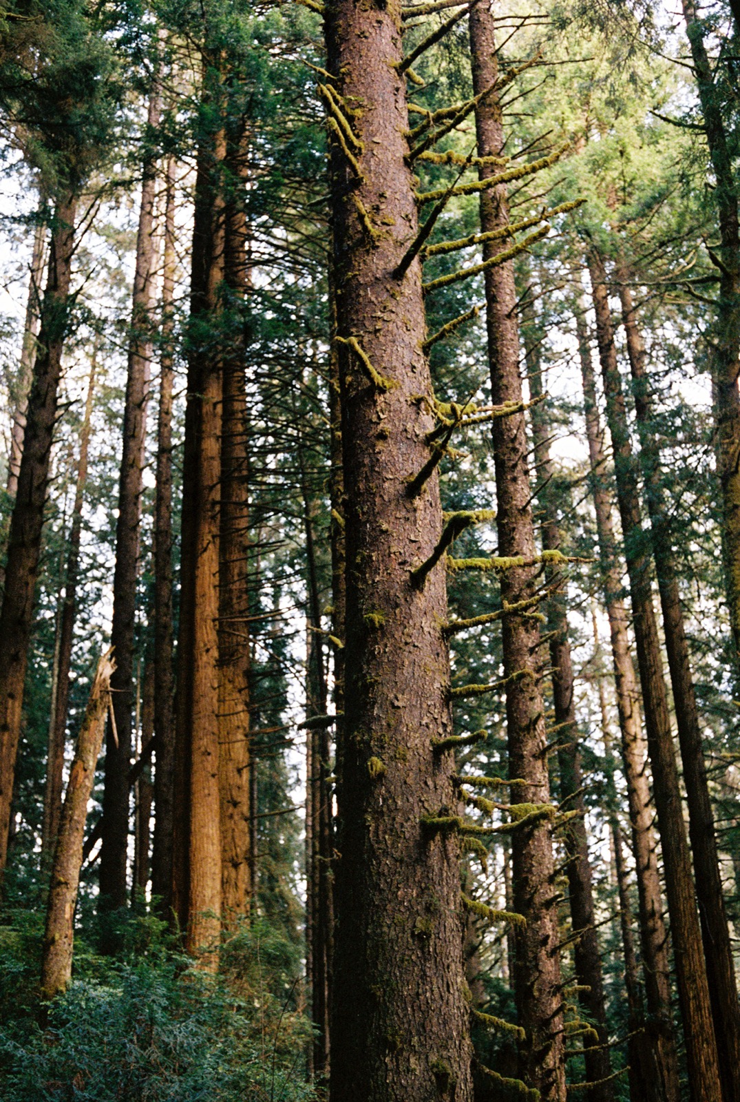 Old-growth trees with moss