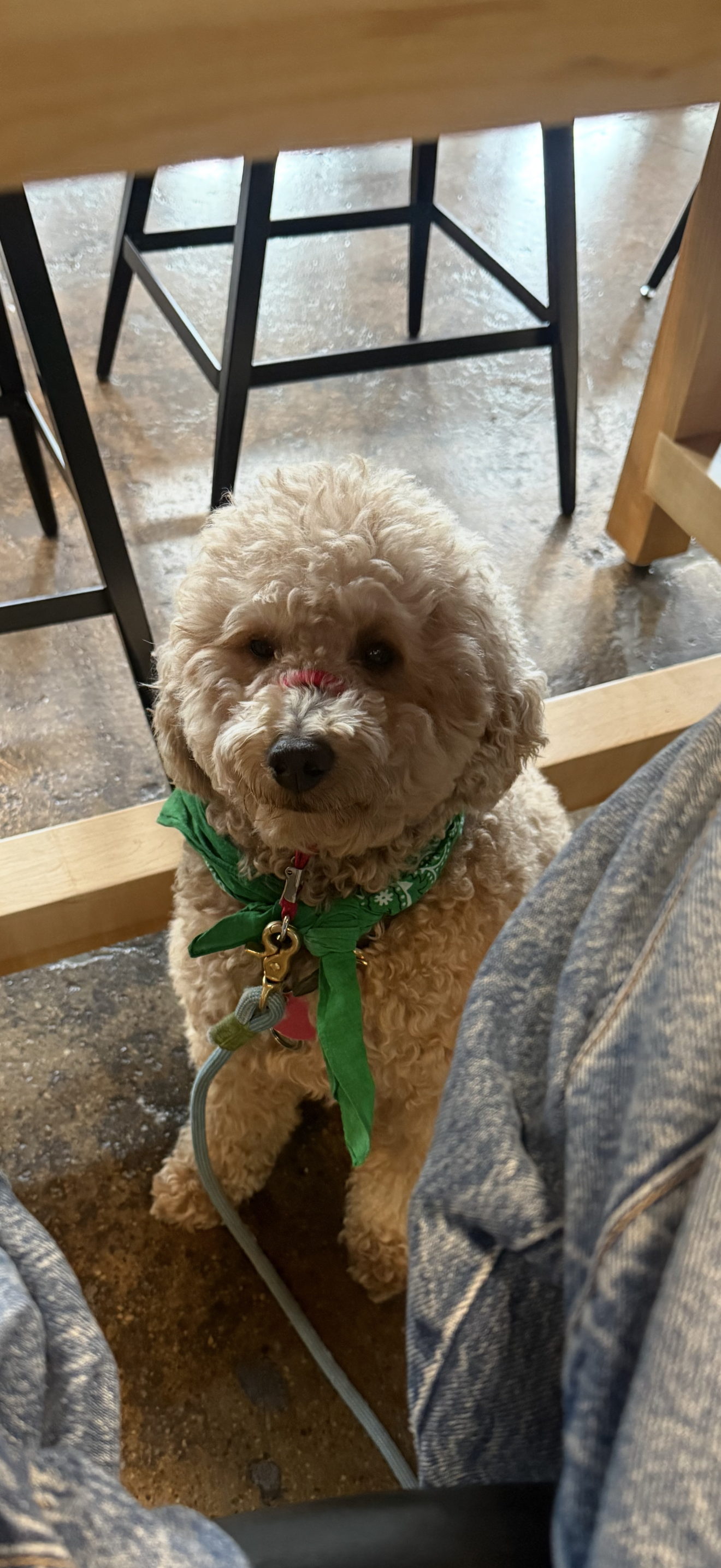 Brock the golden doodle