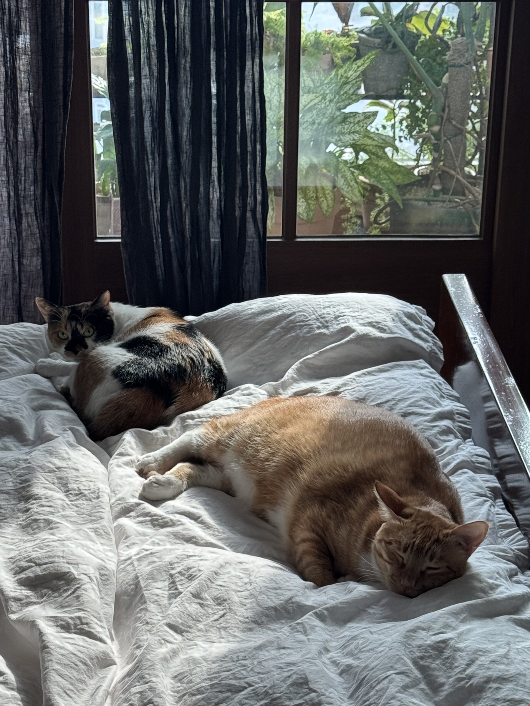 Lulu and Lala napping on the bed