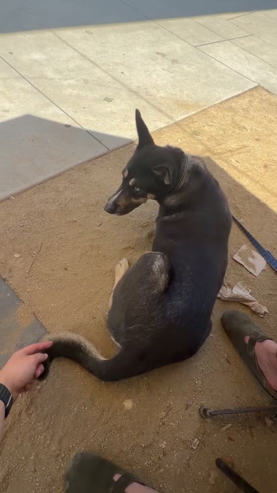 Kobe on the patio looking up