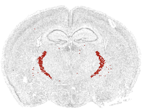 Coronal brain slice with an inhibitory-neuron cluster highlighted as two symmetric arcs